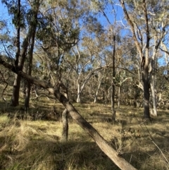 Eucalyptus macrorhyncha at Bango, NSW - 25 Jun 2023