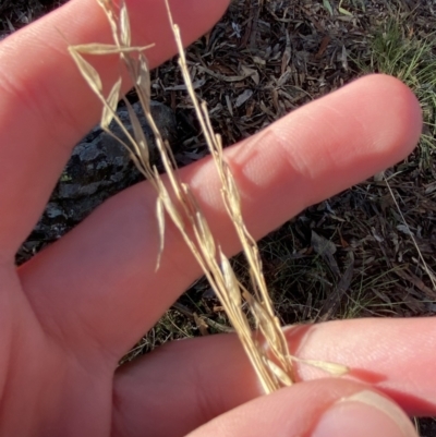 Rytidosperma pallidum (Red-anther Wallaby Grass) at Bango Nature Reserve - 24 Jun 2023 by Tapirlord