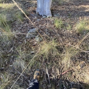 Rytidosperma pallidum at Bango, NSW - 25 Jun 2023