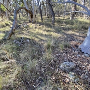 Rytidosperma pallidum at Bango, NSW - 25 Jun 2023 09:36 AM