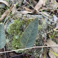 Hardenbergia violacea (False Sarsaparilla) at Bango Nature Reserve - 25 Jun 2023 by Tapirlord