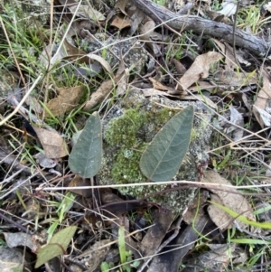 Hardenbergia violacea at Bango, NSW - 25 Jun 2023