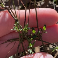 Gonocarpus tetragynus (Common Raspwort) at Bango, NSW - 25 Jun 2023 by Tapirlord