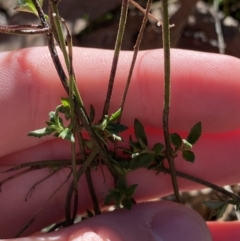 Gonocarpus tetragynus at Bango, NSW - 25 Jun 2023 09:24 AM