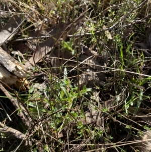 Gonocarpus tetragynus at Bango, NSW - 25 Jun 2023 09:24 AM