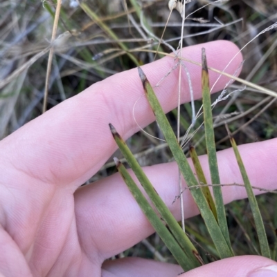 Lomandra filiformis subsp. coriacea (Wattle Matrush) at Bango Nature Reserve - 24 Jun 2023 by Tapirlord