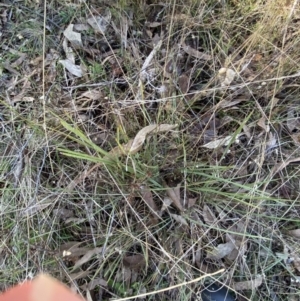 Lomandra filiformis subsp. coriacea at Bango, NSW - 25 Jun 2023