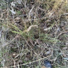 Lomandra filiformis subsp. coriacea at Bango, NSW - 25 Jun 2023