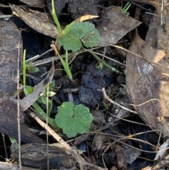 Hydrocotyle laxiflora (Stinking Pennywort) at Bango, NSW - 25 Jun 2023 by Tapirlord