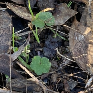 Hydrocotyle laxiflora at Bango, NSW - 25 Jun 2023 09:24 AM