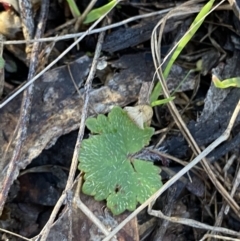 Hydrocotyle laxiflora at Bango, NSW - 25 Jun 2023 09:24 AM