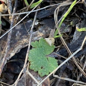 Hydrocotyle laxiflora at Bango, NSW - 25 Jun 2023