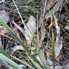 Dianella revoluta var. revoluta (Black-Anther Flax Lily) at Bango, NSW - 25 Jun 2023 by Tapirlord