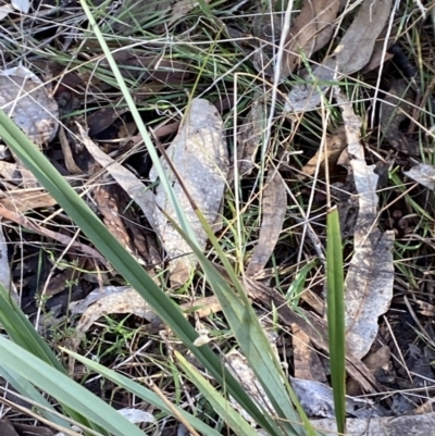 Dianella revoluta var. revoluta (Black-Anther Flax Lily) at Bango, NSW - 25 Jun 2023 by Tapirlord