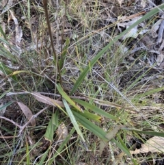 Dianella revoluta var. revoluta at Bango, NSW - 25 Jun 2023