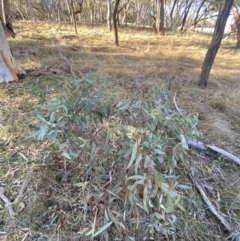 Eucalyptus rossii (Inland Scribbly Gum) at Bango, NSW - 25 Jun 2023 by Tapirlord