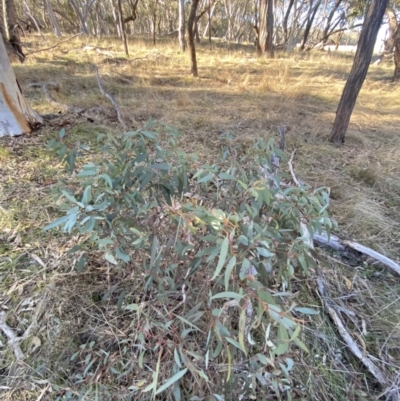 Eucalyptus rossii (Inland Scribbly Gum) at Bango, NSW - 25 Jun 2023 by Tapirlord