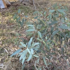 Eucalyptus rossii at Bango, NSW - 25 Jun 2023 09:22 AM