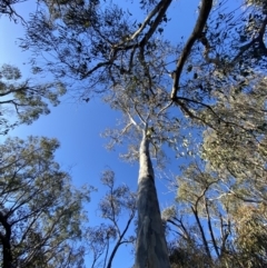 Eucalyptus rossii at Bango, NSW - 25 Jun 2023