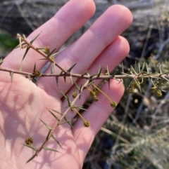Acacia ulicifolia (Prickly Moses) at Bango, NSW - 25 Jun 2023 by Tapirlord