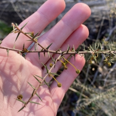 Acacia ulicifolia (Prickly Moses) at Bango, NSW - 24 Jun 2023 by Tapirlord