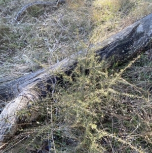 Acacia ulicifolia at Bango, NSW - 25 Jun 2023 09:22 AM