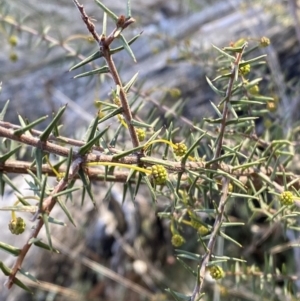 Acacia ulicifolia at Bango, NSW - 25 Jun 2023 09:22 AM