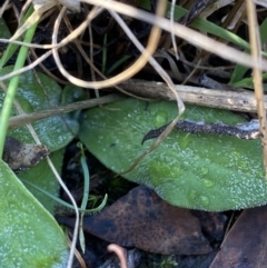 Ammobium craspedioides (Yass Daisy) at Bango, NSW - 25 Jun 2023 by Tapirlord