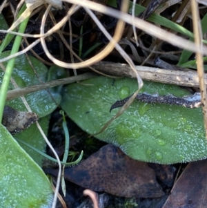 Ammobium craspedioides at Bango, NSW - 25 Jun 2023 09:20 AM