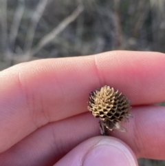 Ammobium craspedioides at Bango, NSW - 25 Jun 2023 09:20 AM