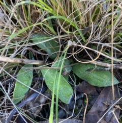 Ammobium craspedioides at Bango, NSW - 25 Jun 2023 09:20 AM