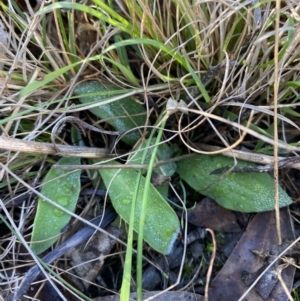 Ammobium craspedioides at Bango, NSW - 25 Jun 2023 09:20 AM