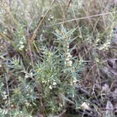 Melichrus urceolatus (Urn Heath) at Bango, NSW - 25 Jun 2023 by Tapirlord