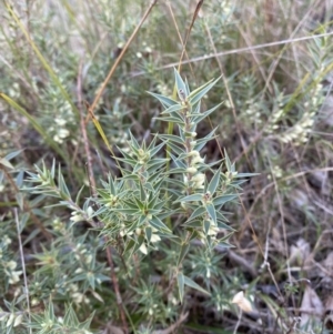 Melichrus urceolatus at Bango, NSW - 25 Jun 2023 09:20 AM