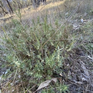 Melichrus urceolatus at Bango, NSW - 25 Jun 2023 09:20 AM