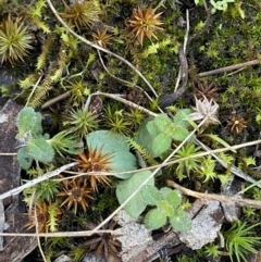 Diplodium sp. (A Greenhood) at Bango, NSW - 25 Jun 2023 by Tapirlord