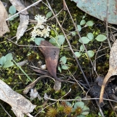 Diplodium sp. at Bango, NSW - 25 Jun 2023