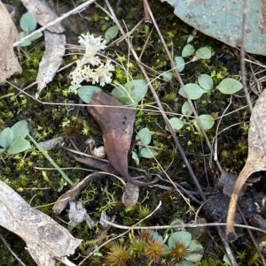 Diplodium sp. at Bango, NSW - 25 Jun 2023