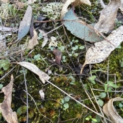 Diplodium sp. at Bango, NSW - suppressed