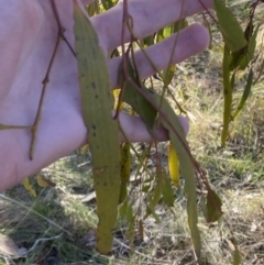 Amyema miquelii (Box Mistletoe) at Bango, NSW - 25 Jun 2023 by Tapirlord