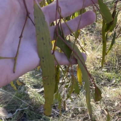 Amyema miquelii (Box Mistletoe) at Bango, NSW - 25 Jun 2023 by Tapirlord