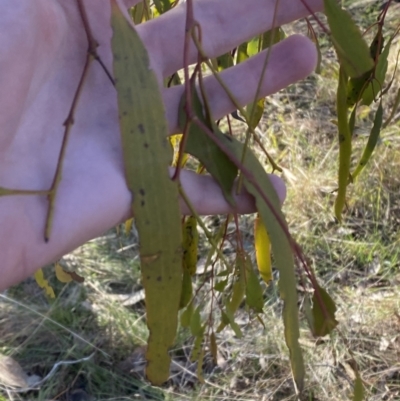 Amyema miquelii (Box Mistletoe) at Bango Nature Reserve - 24 Jun 2023 by Tapirlord