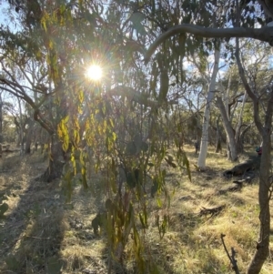 Amyema miquelii at Bango, NSW - 25 Jun 2023 09:13 AM