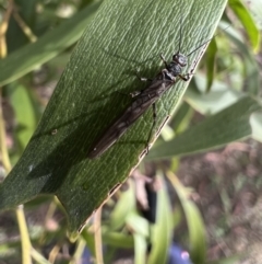 Plecoptera sp. (order) at Murrumbateman, NSW - 27 Jun 2023