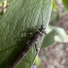 Plecoptera sp. (order) at Murrumbateman, NSW - 27 Jun 2023