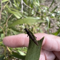 Plecoptera sp. (order) at Murrumbateman, NSW - 27 Jun 2023