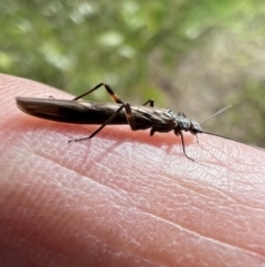 Plecoptera sp. (order) at Murrumbateman, NSW - 27 Jun 2023 11:49 AM