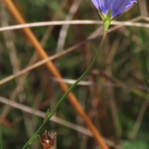 Wahlenbergia planiflora at Dry Plain, NSW - 14 Mar 2022 11:34 AM