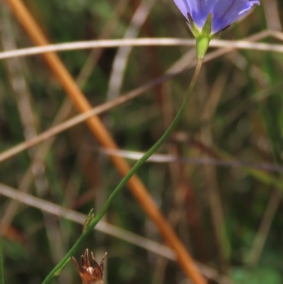 Wahlenbergia planiflora at Top Hut TSR - 14 Mar 2022 by AndyRoo