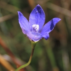 Wahlenbergia planiflora at Dry Plain, NSW - 14 Mar 2022